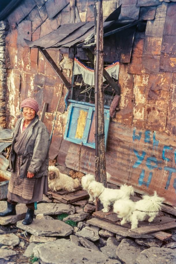 Lhasa apso puppies for sale at Bomdila, Arunachal Pradesh